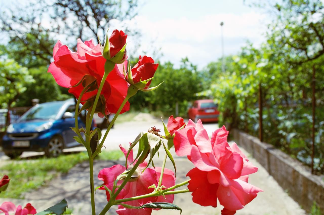 Апартаменты Mayflower Apartment Тиват